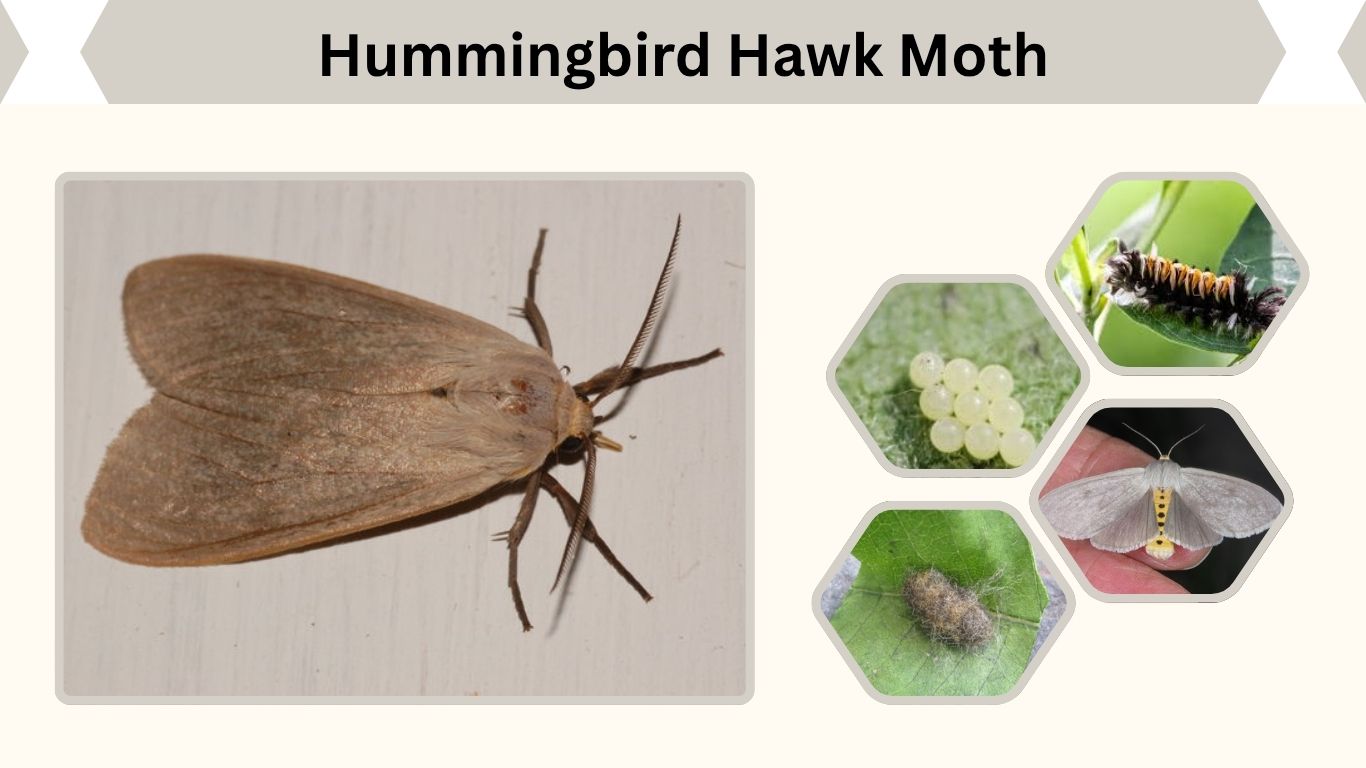 Milkweed Tiger Moth Habitat, Life Cycle and Facts