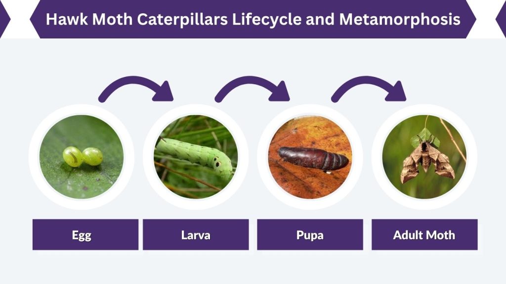 Hawk Moth Caterpillars Lifecycle and Metamorphosis