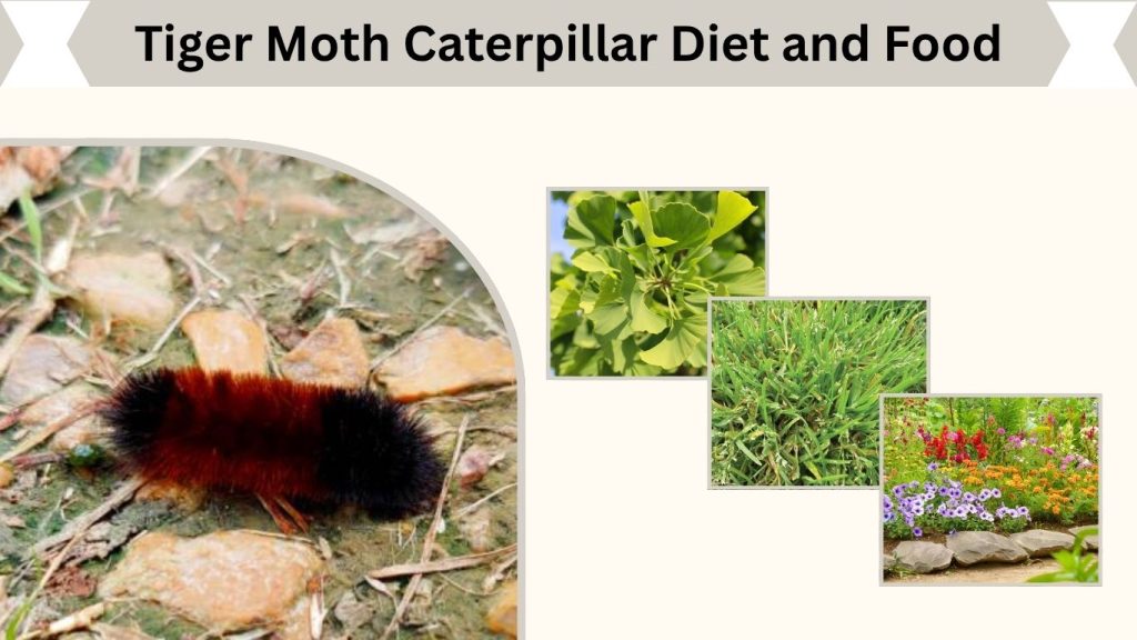 Tiger Moth Caterpillar Diet and Food