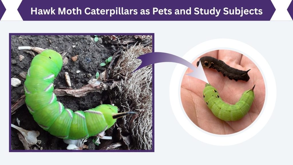 Hawk Moth Caterpillars as Pets and Study Subjects