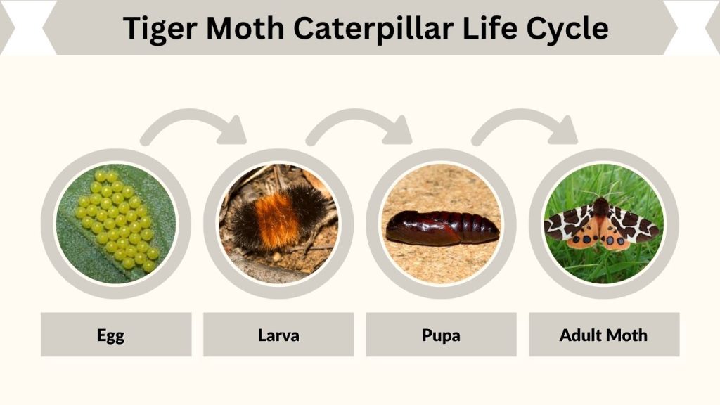 Tiger Moth Caterpillar Life Cycle