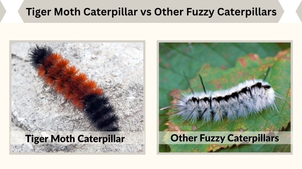 Tiger Moth Caterpillar vs Other Fuzzy Caterpillars