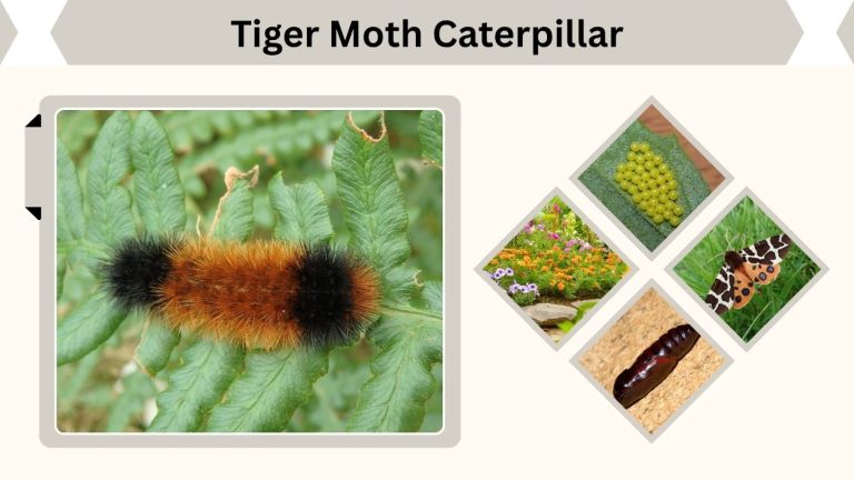 Tiger Moth Caterpillar: Diet, Life Cycle and Facts