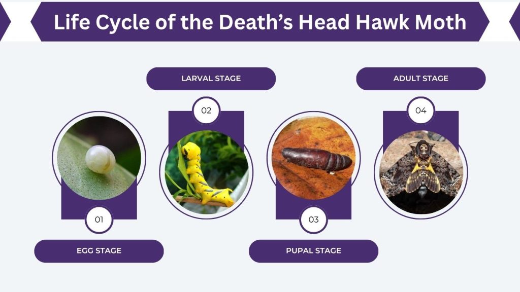 Life Cycle of the Death’s Head Hawk Moth