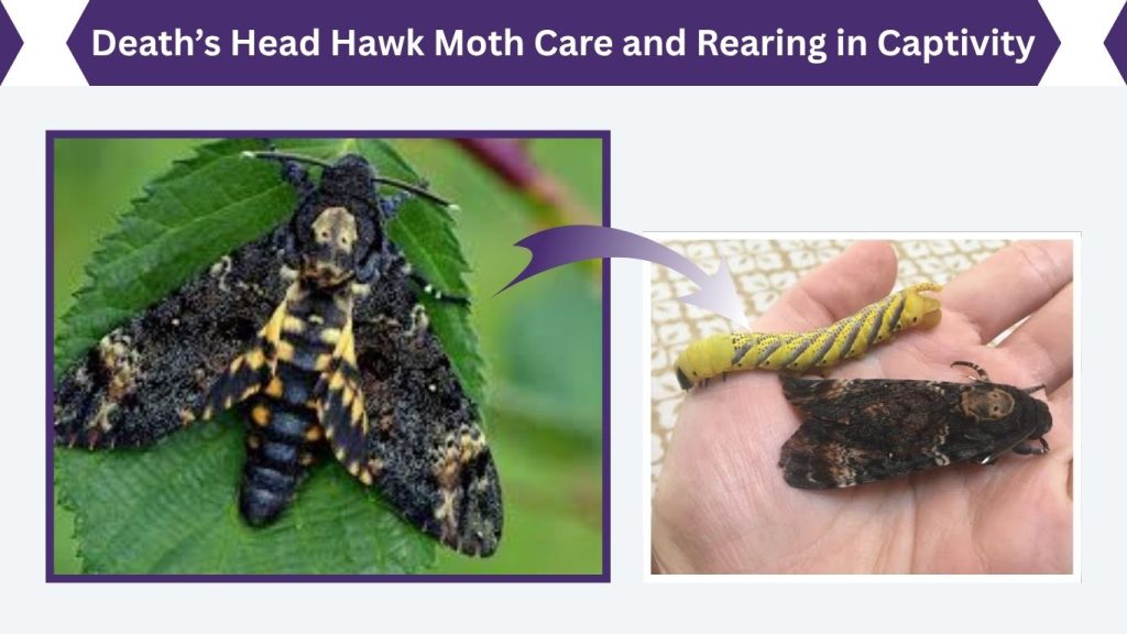 Death’s Head Hawk Moth Care and Rearing in Captivity
