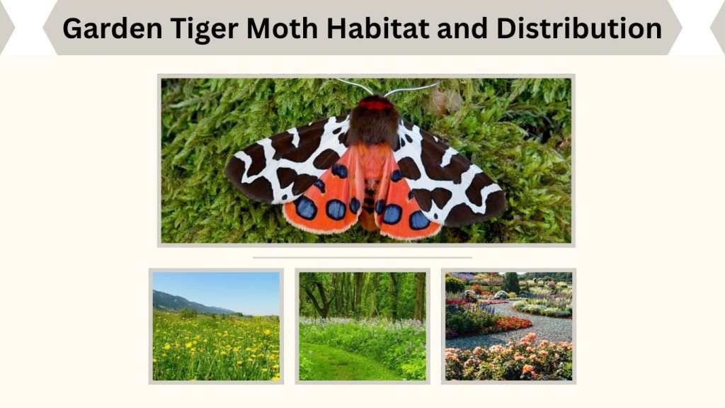 Garden Tiger Moth Habitat and Distribution
