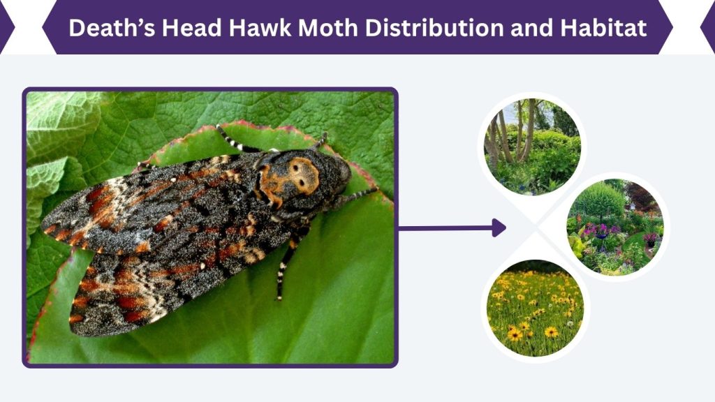 Death’s Head Hawk Moth Distribution and Habitat