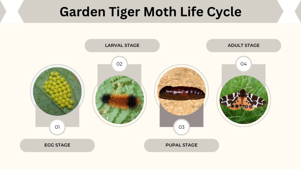 Garden Tiger Moth Life Cycle