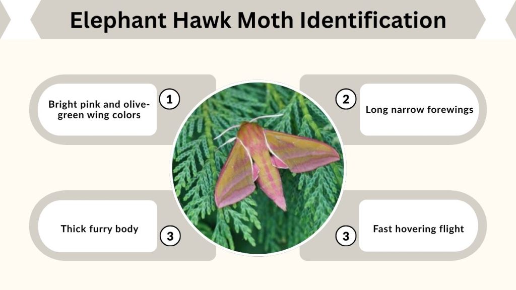 Elephant Hawk Moth Identification