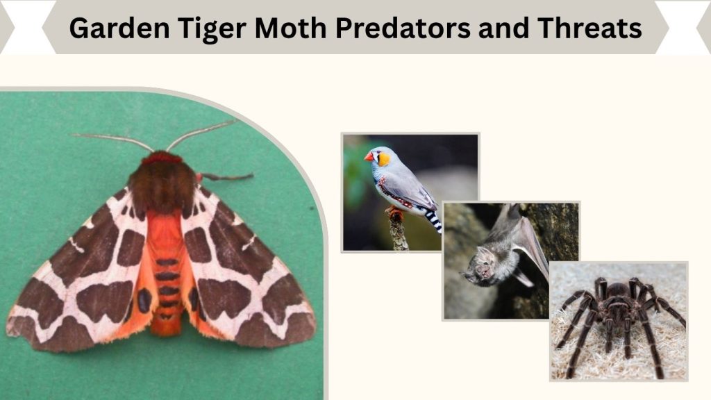 Garden Tiger Moth Predators and Threats