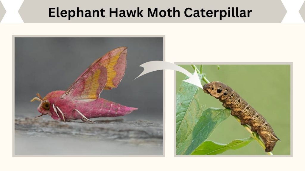 Elephant Hawk Moth Caterpillar