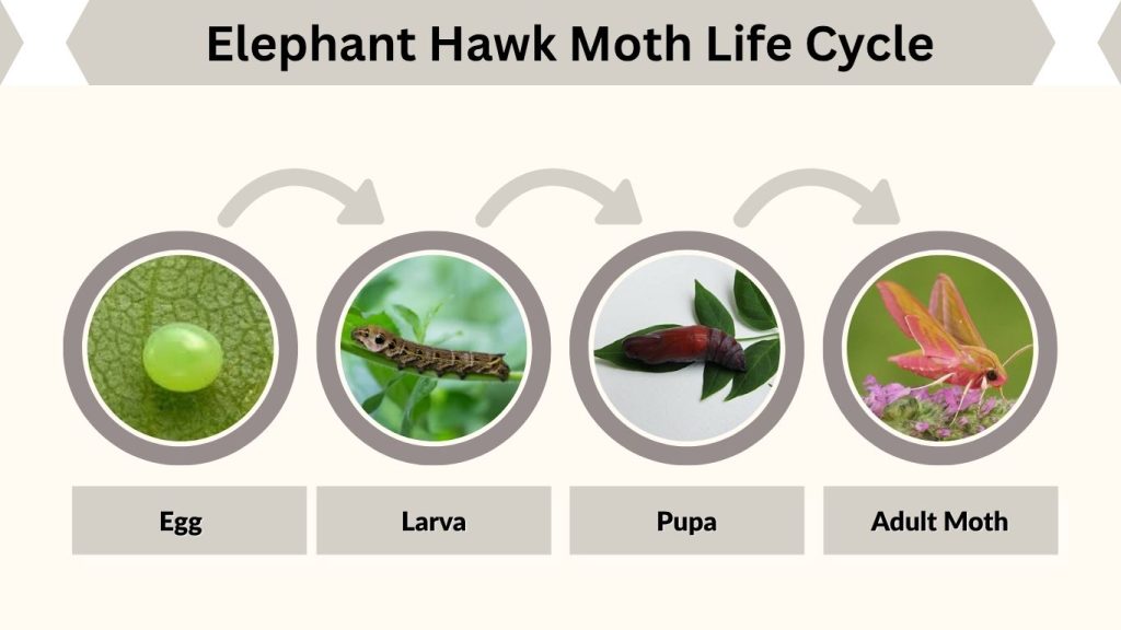 Elephant Hawk Moth Life Cycle