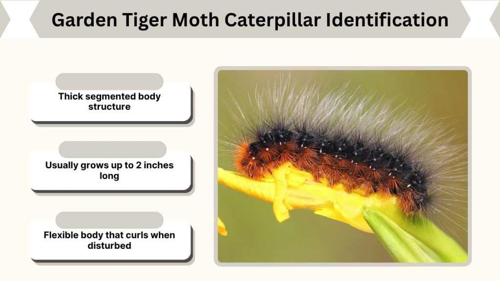 Garden Tiger Moth Caterpillar Identification
