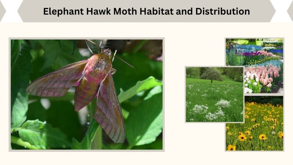 Elephant Hawk Moth Habitat and Distribution