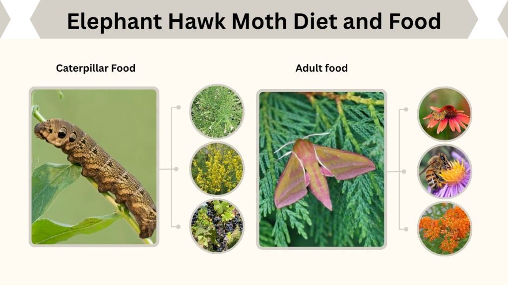 Elephant Hawk Moth Diet and Food