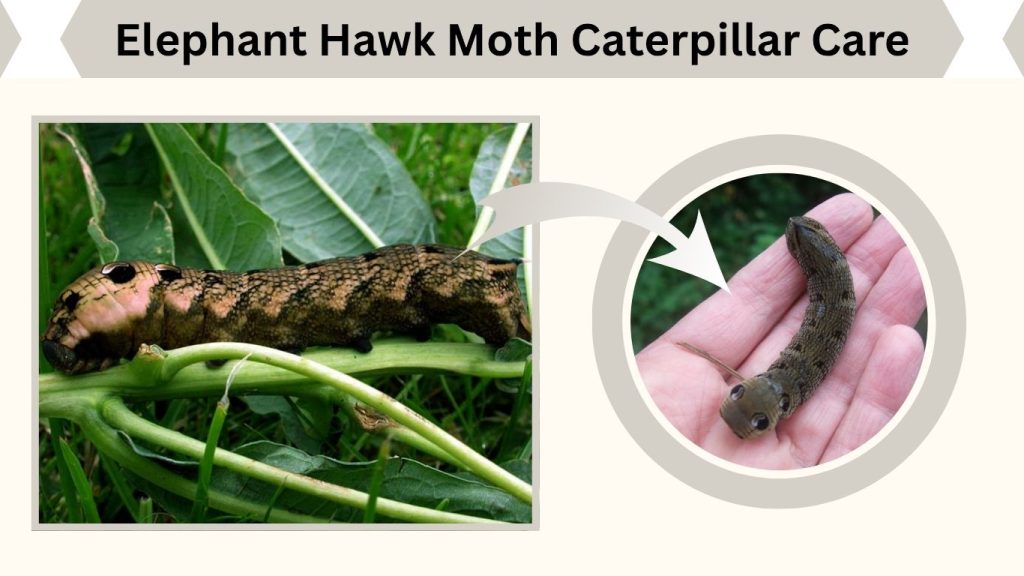 Elephant Hawk Moth Caterpillar Care