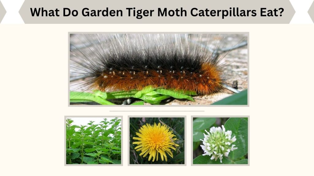 What Do Garden Tiger Moth Caterpillars Eat?