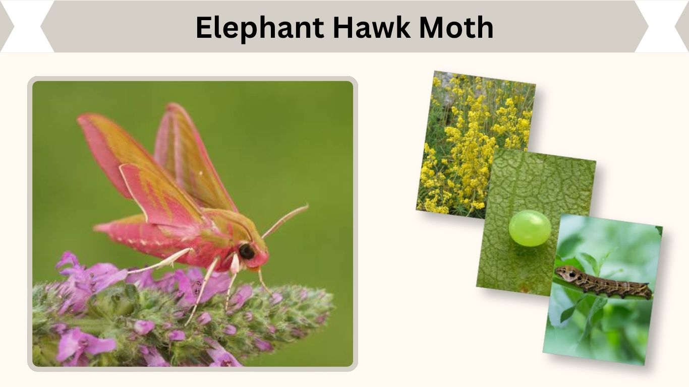 Elephant Hawk Moth: Habitat, Diet, Life Cycle and Lifespan
