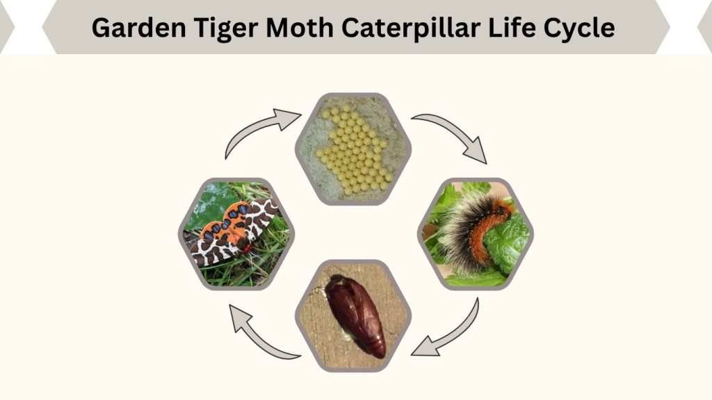 Garden Tiger Moth Caterpillar Life Cycle