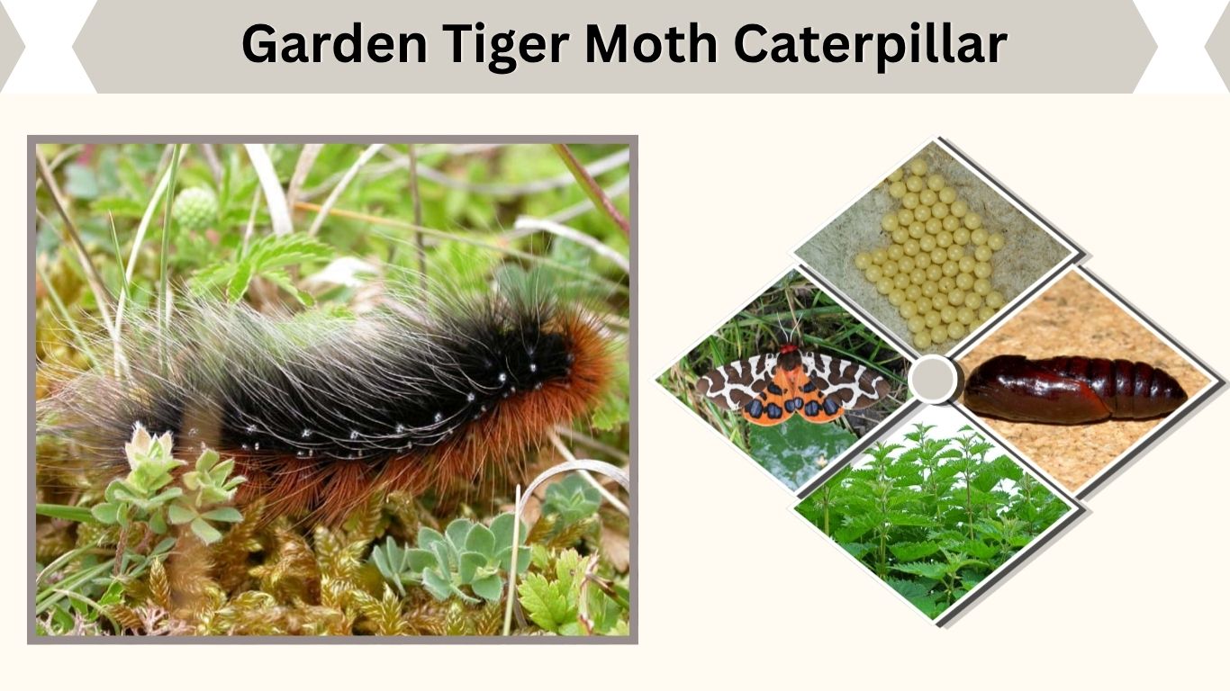 Garden Tiger Moth Caterpillar: Diet, Habitat and Life Cycle