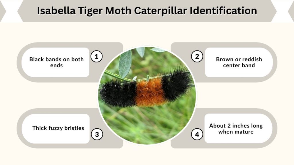 Isabella Tiger Moth Caterpillar Identification