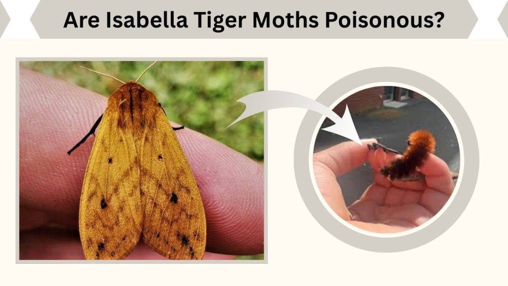 Are Isabella Tiger Moths Poisonous?