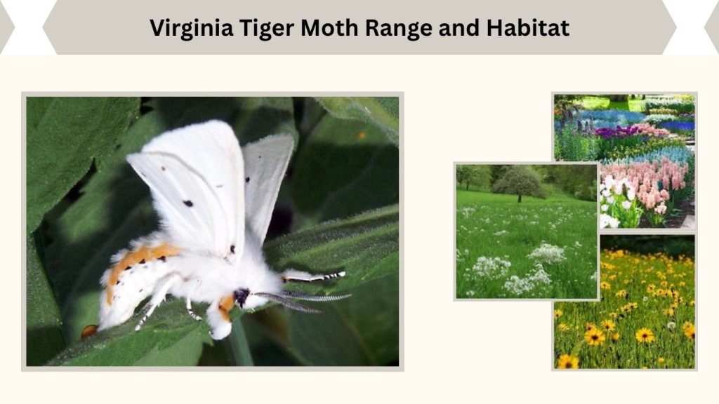 Virginia Tiger Moth Range and Habitat
