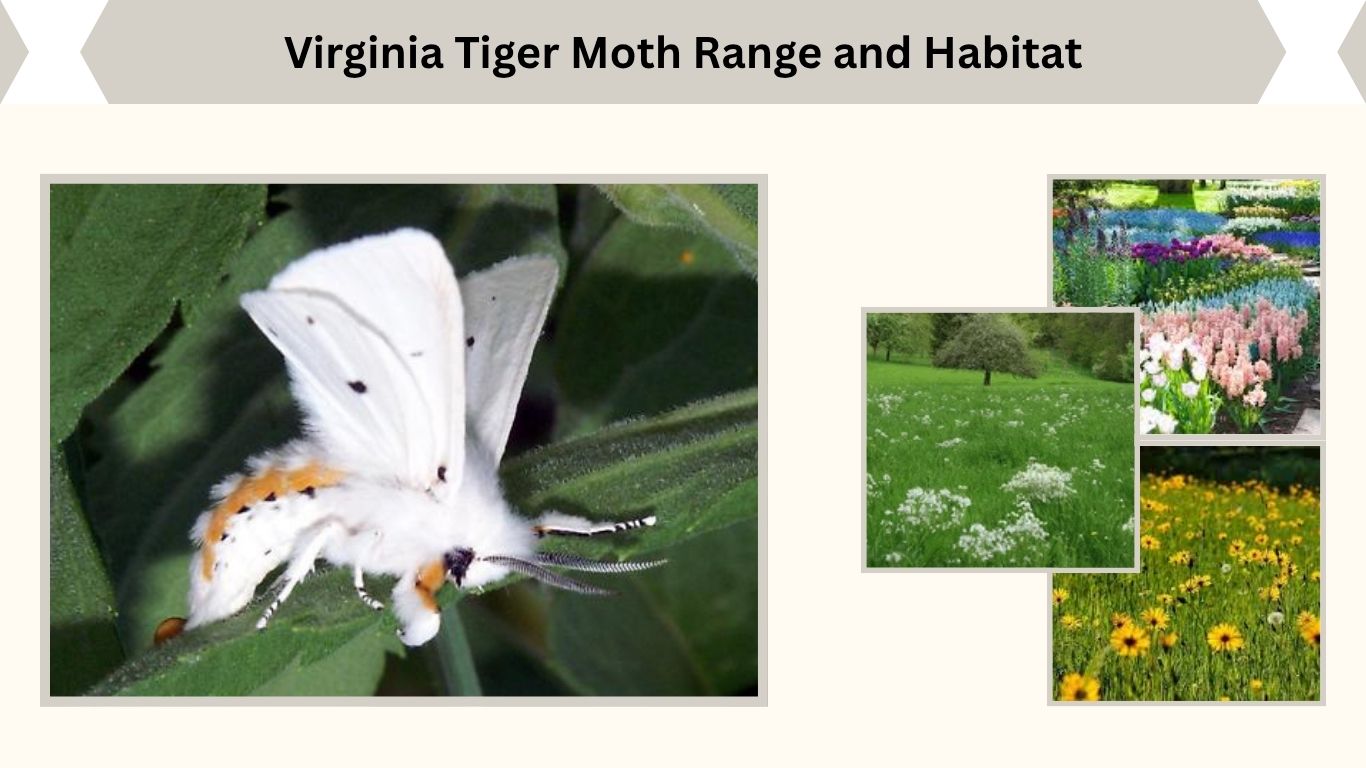 Virginia Tiger Moth Facts, Life Cycle and Habitat