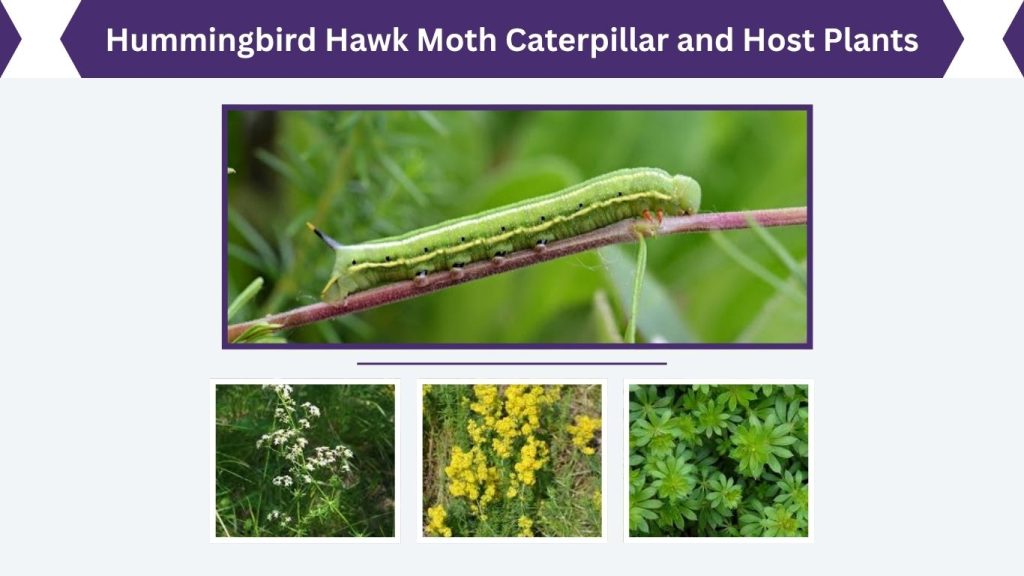 Hummingbird Hawk Moth Caterpillar and Host Plants