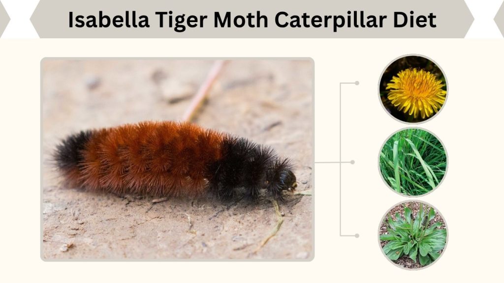 Isabella Tiger Moth Caterpillar Diet