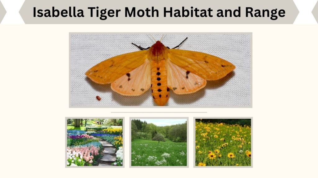 Isabella Tiger Moth Habitat and Range