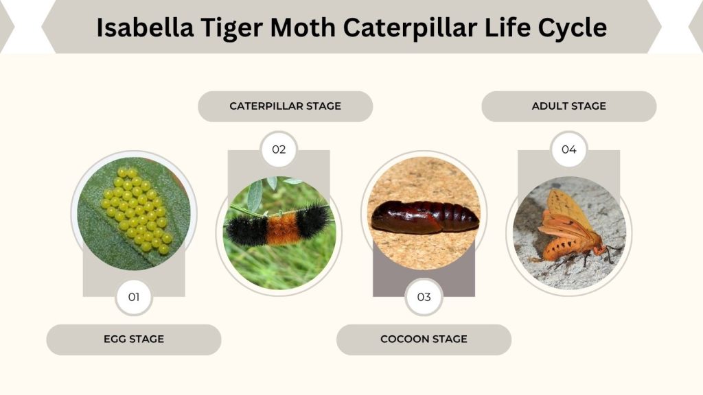 Isabella Tiger Moth Caterpillar Life Cycle