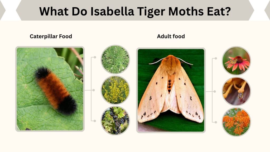 What Do Isabella Tiger Moths Eat?