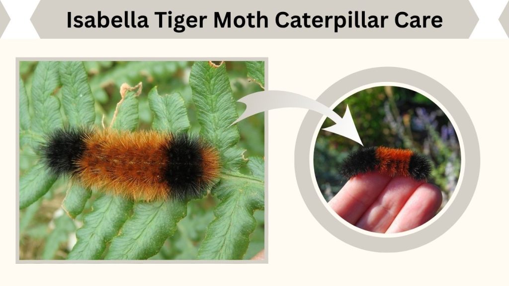 Isabella Tiger Moth Caterpillar Care