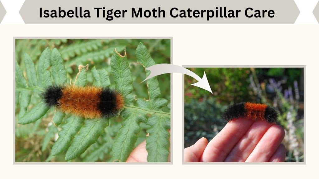 Isabella Tiger Moth Caterpillar Care