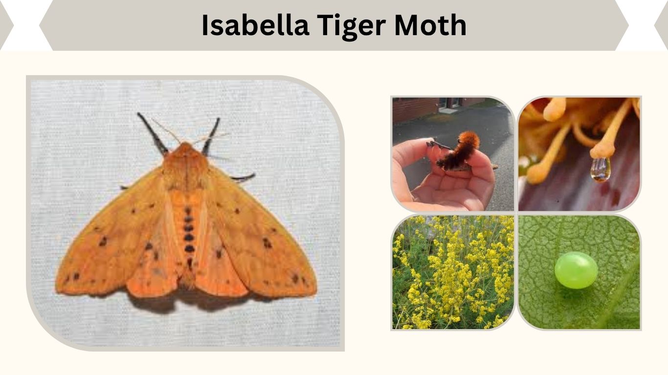 Isabella Tiger Moth Facts, Habitat, Diet, Lifespan & Life Cycle