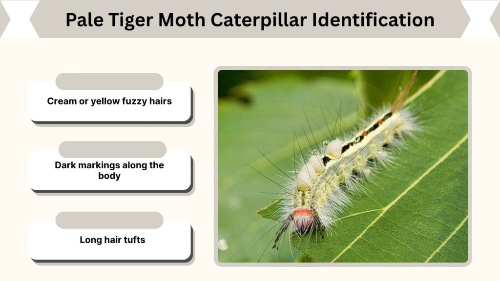 Pale Tiger Moth Caterpillar Identification