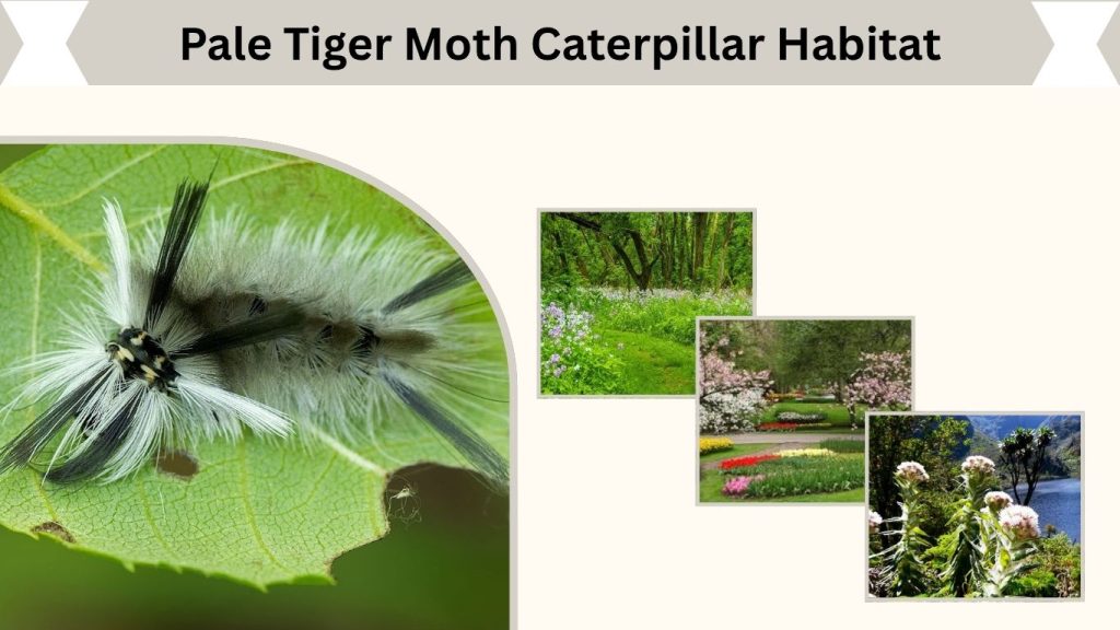 Pale Tiger Moth Caterpillar Habitat