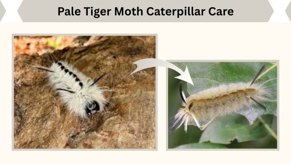 Pale Tiger Moth Caterpillar Care