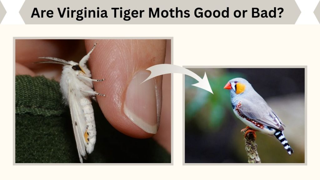 Are Virginia Tiger Moths Good or Bad?