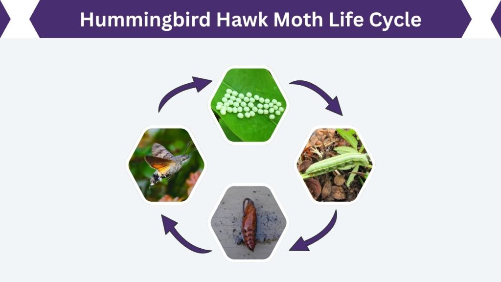 Hummingbird Hawk Moth Life Cycle