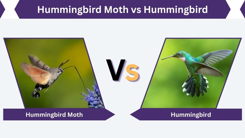 Hummingbird Moth vs Hummingbird