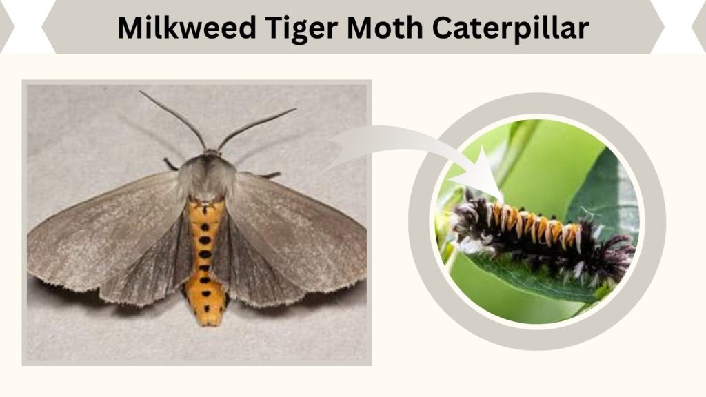 Milkweed Tiger Moth Caterpillar