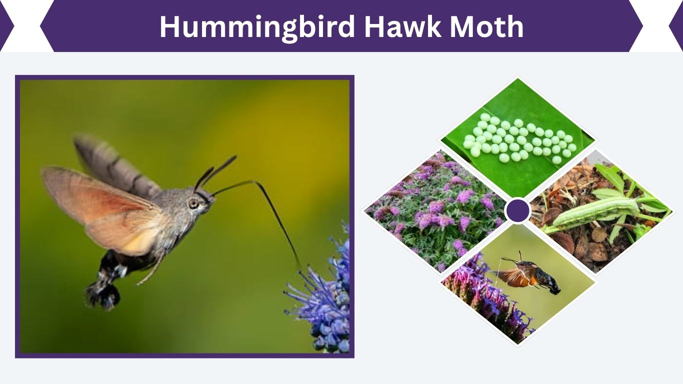 Hummingbird Hawk Moth: Size, Facts, Habitat & Life Cycle