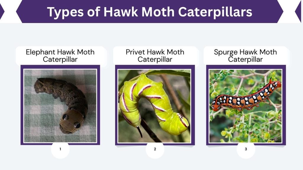 Types of Hawk Moth Caterpillars