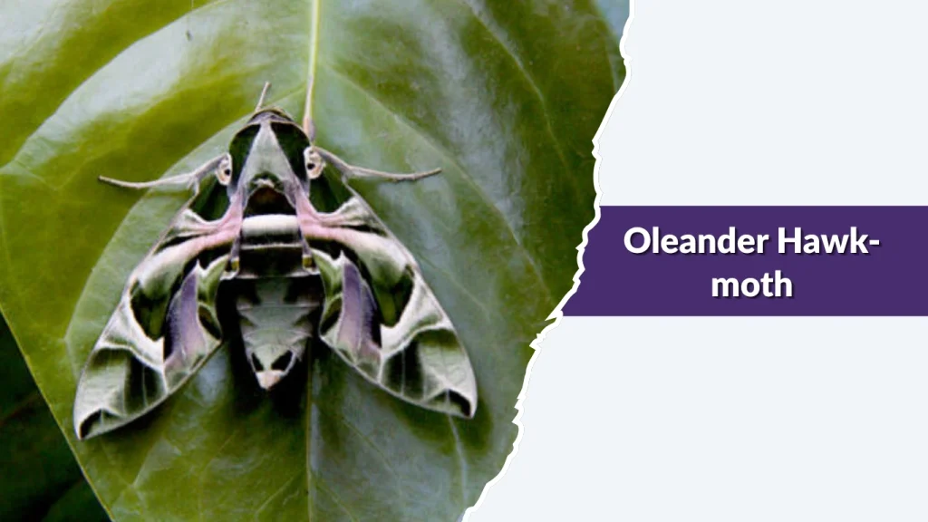 Oleander Hawk-moth