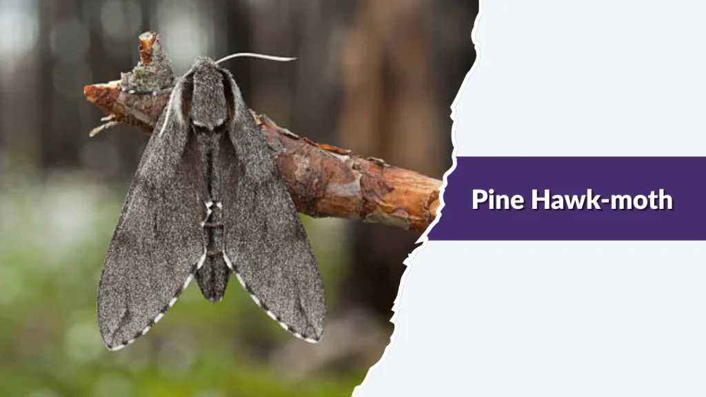 Pine Hawk-moth