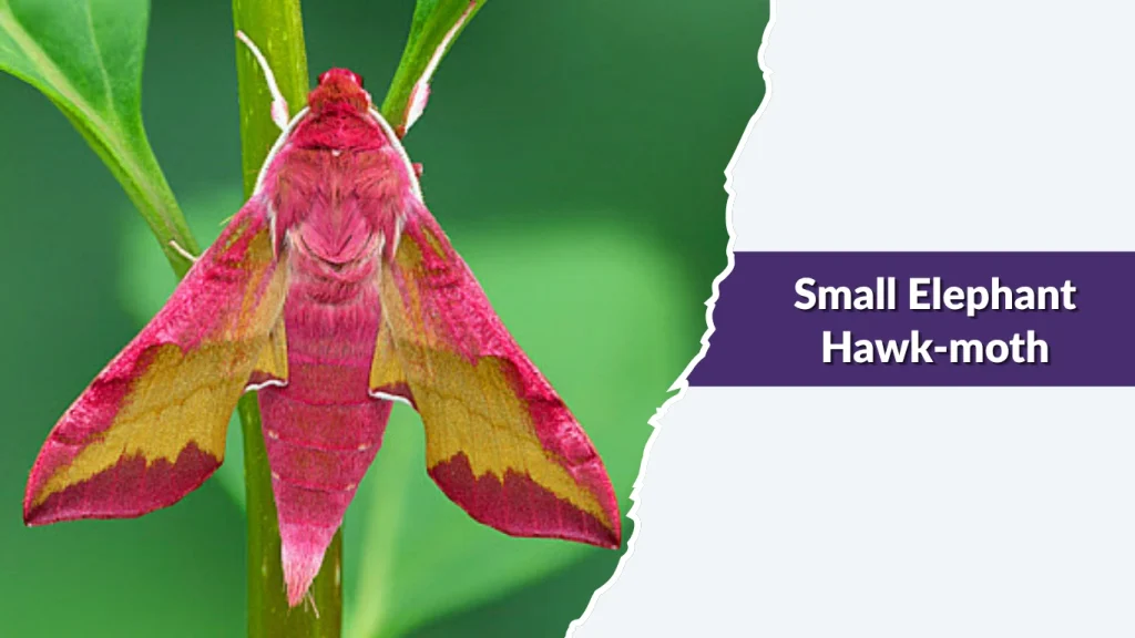 Small Elephant Hawk-moth