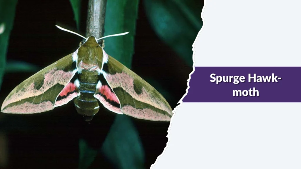 Spurge Hawk-moth