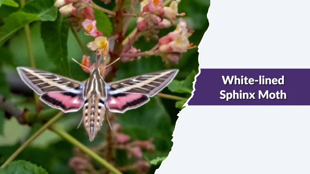 White-lined Sphinx Moth